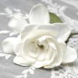 Gardenia Fragrance Oil Online now