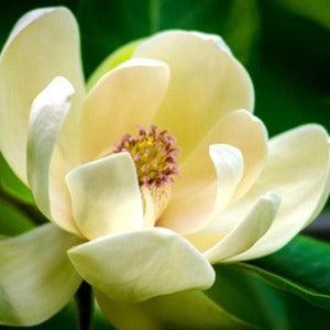 Magnolia Blossom Fragrance Oil For Cheap