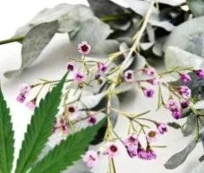 Hemp Eucalyptus Fragrance Oil Supply