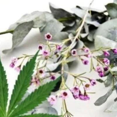 Hemp Eucalyptus Fragrance Oil Supply