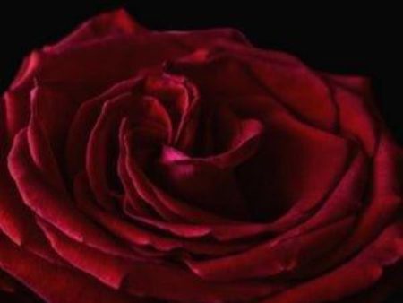 Red Velvet Rose Fragrance Oil on Sale