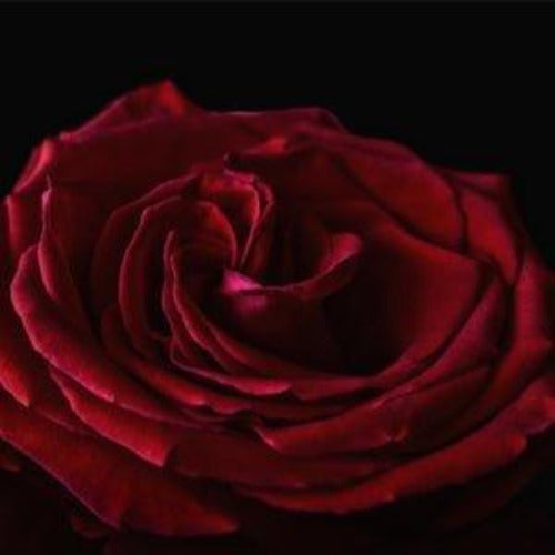 Red Velvet Rose Fragrance Oil on Sale