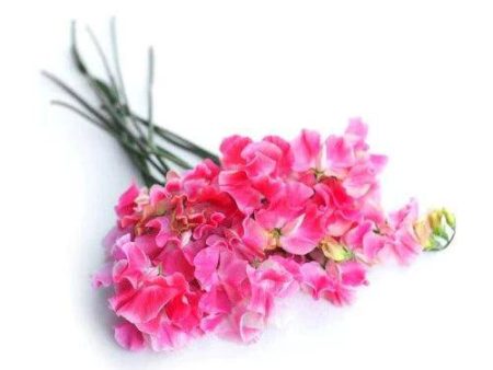 Sweet Pea Fragrance Oil Hot on Sale