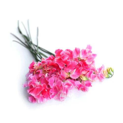 Sweet Pea Fragrance Oil Hot on Sale