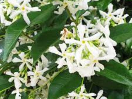 Fragrance Bulk Jasmin 500 ml Online