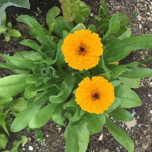 Dried Herbs- Calendula 10 grm For Cheap