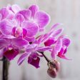 Singapore Orchid Fragrance Oil Hot on Sale