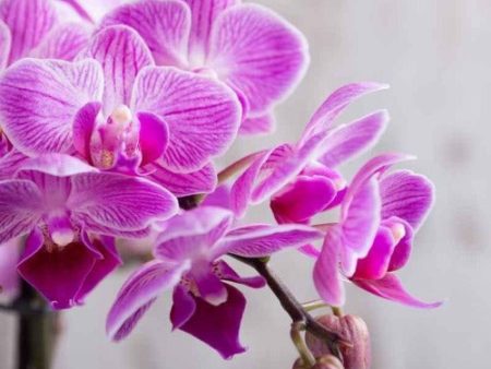 Singapore Orchid Fragrance Oil Hot on Sale