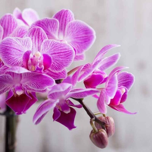 Singapore Orchid Fragrance Oil Hot on Sale