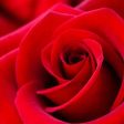 Rose Victorian Fragrance Oil For Discount