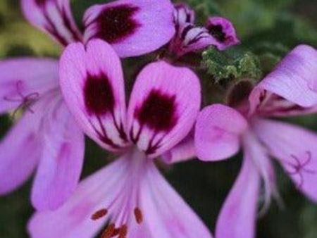 Rose Geranium & Bergamot Fragrance Oil For Cheap