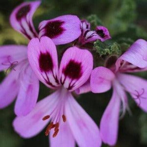 Rose Geranium & Bergamot Fragrance Oil For Cheap