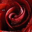 Rose Petals Fragrance Oil Supply