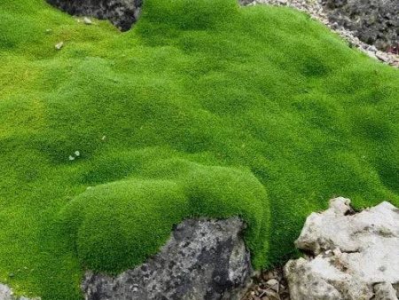 Mountain Moss Fragrance Oil Online