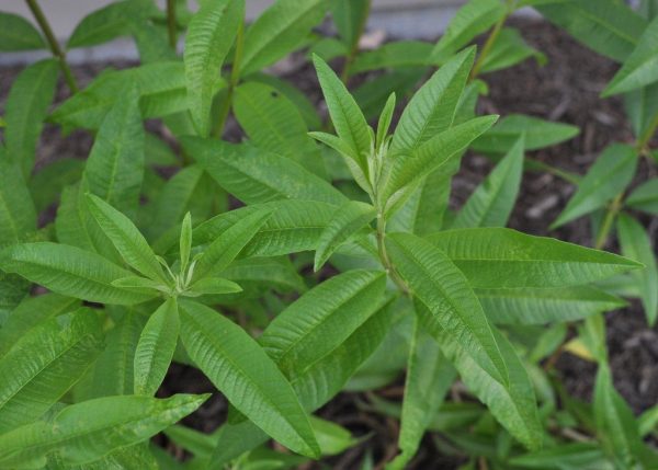 Dried Herbs- Lemon Verbena 10 grm For Cheap