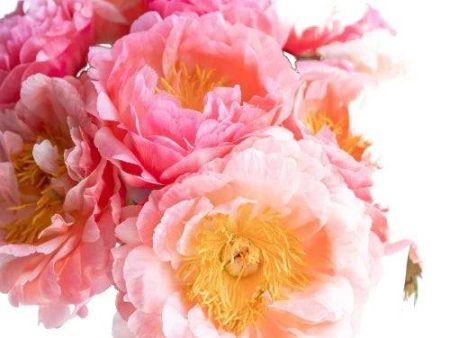 Peony Bouquet Fragrance Oil on Sale