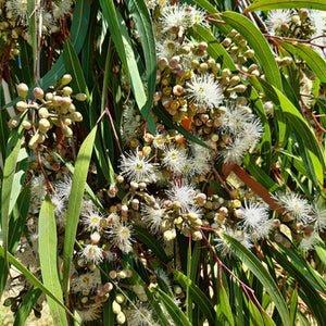 Eucalyptus Citriodora Fragrance Oil Discount