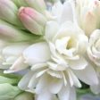 Tuberose Fragrance Oil Online now