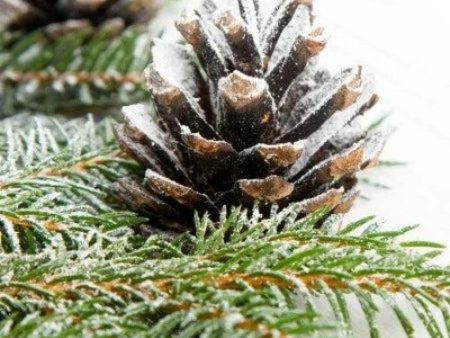 Fresh Pine & Fir Needle Fragrance Oil Sale