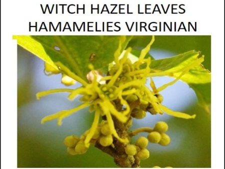 Dried Herbs - Witch Hazel Leaves  (Hamamelis virginiana) 10 grm For Sale