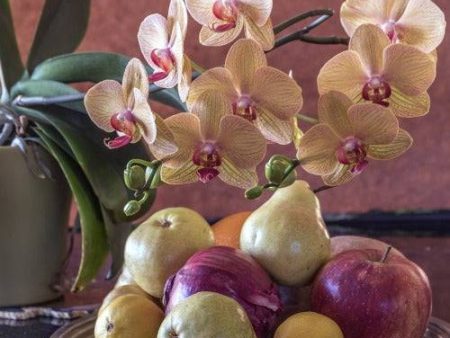 English Pear Orchid Fragrance Oil Sale