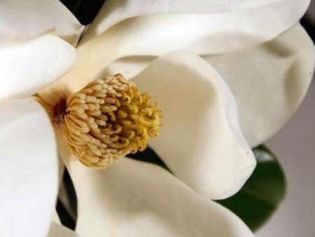 Magnolia Fragrance Oil Supply