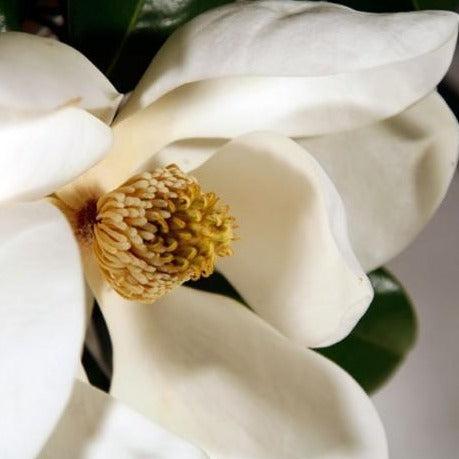 Magnolia Fragrance Oil Supply