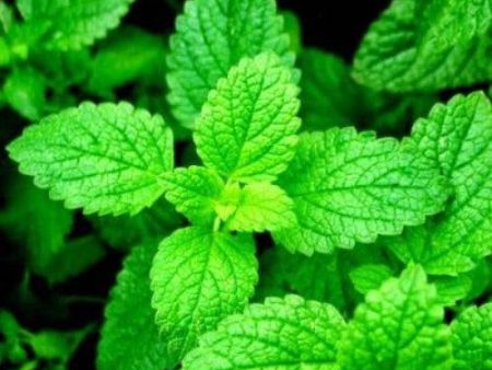 Spearmint Fragrance Oil on Sale