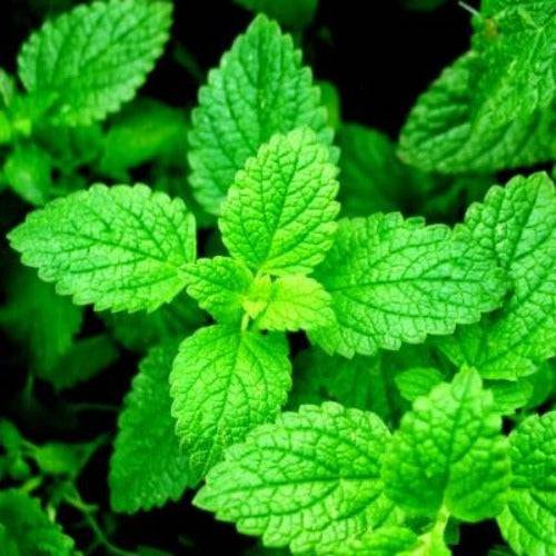 Spearmint Fragrance Oil on Sale