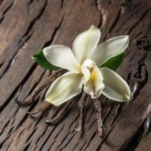 Vanilla Bean Fragrance Oil For Sale