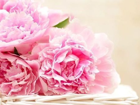 Pink Peony Fragrance Oil For Sale