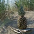 Pineapple Driftwood Fragrance Oil Online