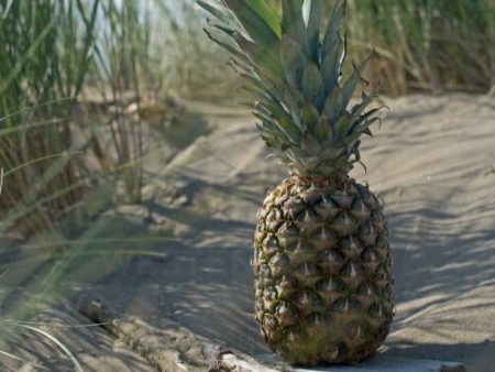 Pineapple Driftwood Fragrance Oil Online