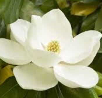 Fragrance Bulk Magnolia 500 mls Online Sale