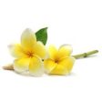 Frangipani Fragrance Oil For Cheap