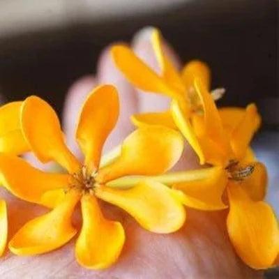 Golden Bouquet Fragrance Oil Online Hot Sale