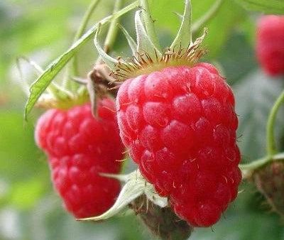 Ripened Raspberry Fragrance Oil Online now