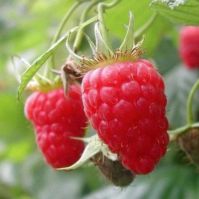 Ripened Raspberry Fragrance Oil Online now