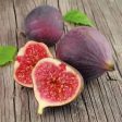 Fig & Cashmere Fragrance Oil Online Sale