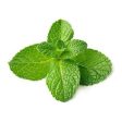 Fresh Mint Fragrance Oil Supply