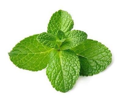 Fresh Mint Fragrance Oil Supply