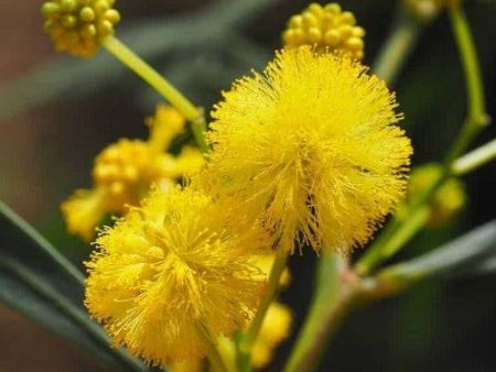 Bush Blossom Hay Fragrance Oil Fashion