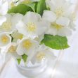 Jasmine Fragrance Oil For Discount