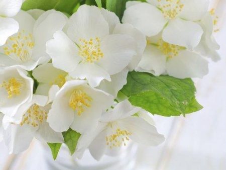 Jasmine Fragrance Oil For Discount