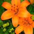 Floral Tigerlily Fragrance Oil Sale