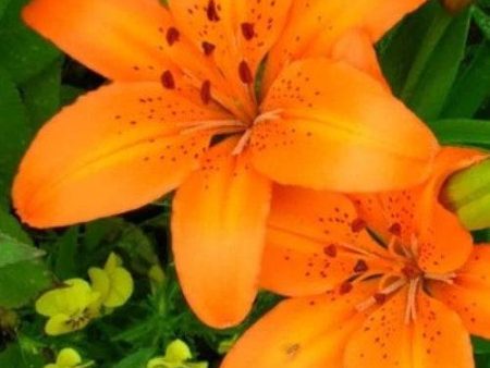 Floral Tigerlily Fragrance Oil Sale